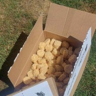 Box of 100 Ecofire Wax Wool Firelighters